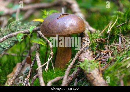 suillus bovinus che cresce nella foresta, conosciuto anche come il fungo di mucca di Jersey o bolete bovino Foto Stock