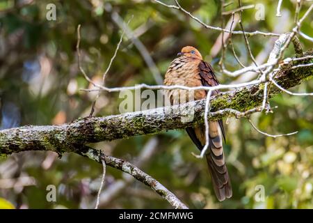 Natura immagine della piccola colomba-cucù arroccata nel mezzo della natura forestante. Foto Stock