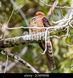 Natura immagine della piccola colomba-cucù arroccata nel mezzo della natura forestante. Foto Stock