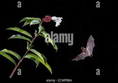 Bat (Glossophaga soricina) di Pallas dalle tonalità lunghe che si nutrono di fiori di Costus speciosus bianco, foresta pluviale pianeggiante, Costa Rica Foto Stock