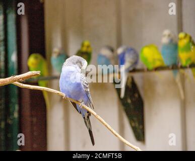 Vista di un piumaggio blu bugie plucking, latino Melopsittacus undulatus Foto Stock