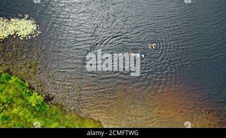 Vista aerea del drone del nuotatore d'acqua selvaggia Loch Chon Trossachs Scozia Foto Stock