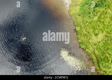 Vista aerea del drone del nuotatore d'acqua selvaggia Loch Chon Trossachs Scozia Foto Stock