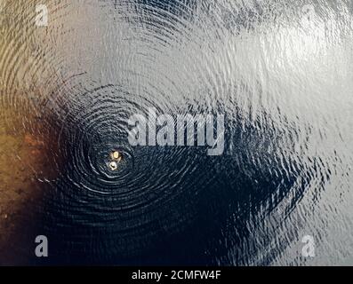 Vista aerea del drone del nuotatore d'acqua selvaggia Loch Chon Trossachs Scozia Foto Stock