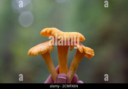 Funghi chanterelle freschi in mano teen femmina su una foresta sfondo Foto Stock