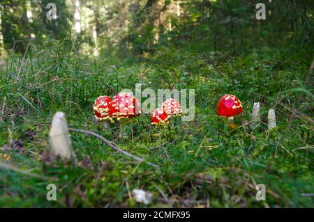 Fly agaric toadstool, amanita muscaria famiglia in MOSS Foto Stock