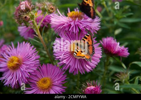 Piccola farfalla di tartaruga (Aglais orticae) su lilla Asters symphyotrichum versicolor Foto Stock