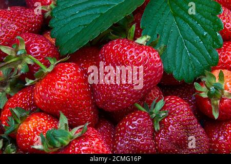 Fragole rosse mature con foglie verdi Foto Stock