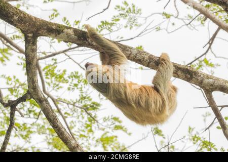 Lo sloth a due punte di Hoffmann (Choloepus hoffmanni), Manuel Antonio National Park, Costa Rica Foto Stock