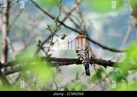 Bufale eurasiatico - luppolo di Upupa. Hoopoe seduto su un ramo con insetti nel becco. Fauna dell'Ucraina. Foto Stock