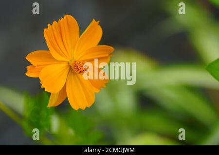 Fiori di cosmo d'arancio che crescono in giardino Foto Stock