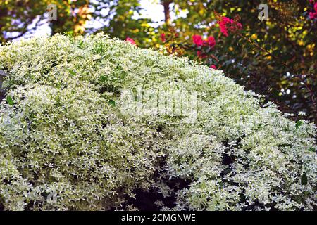 Piccoli fiori bianchi del dolce autunno Clematis Terniflora sulla vite Foto Stock