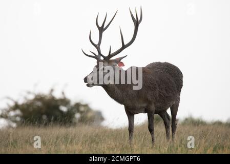 Windsor, Regno Unito. 17 settembre 2020. All'alba del Windsor Great Park viene raffigurato uno stag di cervi rossi. Il recinto del parco dei cervi a Windsor Great Park ospita una mandria di circa 500 cervi rossi discesi da quaranta branchi e due stracci introdotti dal duca di Edimburgo nel 1979. Credit: Mark Kerrison/Alamy Live News Foto Stock