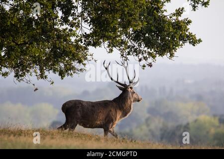 Windsor, Regno Unito. 17 settembre 2020. All'alba del Windsor Great Park viene raffigurato uno stag di cervi rossi. Il recinto del parco dei cervi a Windsor Great Park ospita una mandria di circa 500 cervi rossi discesi da quaranta branchi e due stracci introdotti dal duca di Edimburgo nel 1979. Credit: Mark Kerrison/Alamy Live News Foto Stock