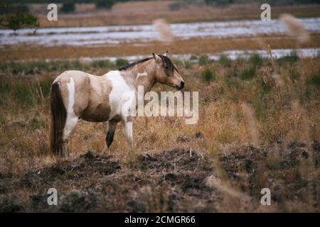 Cavalli selvatici del Parco Nazionale di Chincoteague, pascolo su erba in paludi. Foto Stock