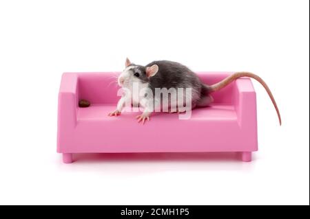 Piccolo ratto grazioso si siede su un divano rosa in miniatura. Foto Stock