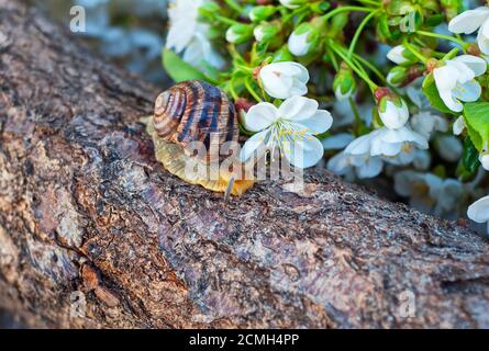 Snail seduto sul tronco di un albero ciliegio Foto Stock