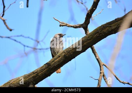 Rosso nero o rosso nero - ocruro fenicurus. Blackstart si siede su un ramo di albero in una giornata di primavera nel suo habitat naturale. Foto Stock