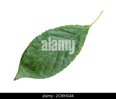 singola foglia verde di ciliegio isolato su sfondo bianco Foto Stock