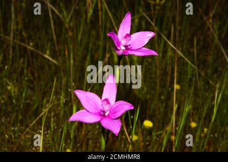 Fiori selvatici australiani: Fiori colorati di Elythranthera emarginata, l'Orchidea smalto rosa in habitat naturale nel sud-ovest dell'Australia occidentale Foto Stock