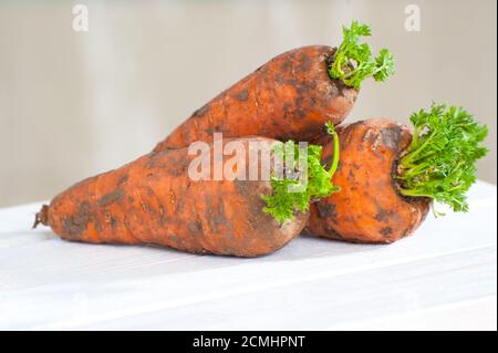 Tre giovani carote fresche con una cima su un tavolo di legno primo piano. Foto Stock