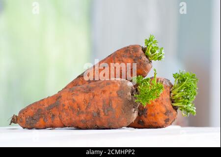 Tre carote giovani con una cima su un tavolo di legno primo piano. Foto Stock