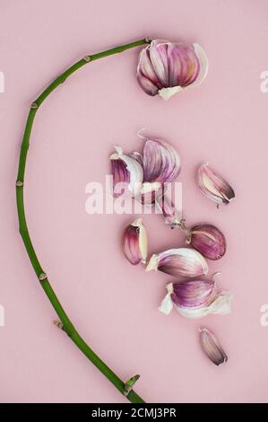 Composizione di rametti di aglio e orchidee giovani su fondo rosa. Foto Stock