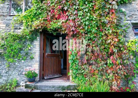 Virginia superriduttore foglie di colore rosso in autunno su All'esterno di un granaio di pietra con porta di legno aperta Carmarthenshire GALLES REGNO UNITO KATHY DEWITT Foto Stock