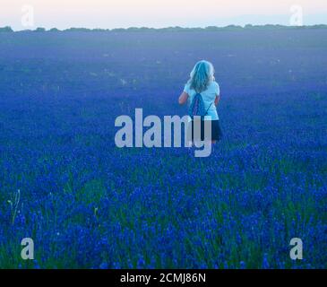 Donna matura in campo lavanda. Foto Stock