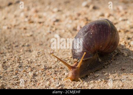 La gigantesca lumaca di terra (Achatina fulica) si muove lentamente attraverso una strada sterrata nel Parco Nazionale Kruger, Sud Africa Foto Stock