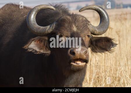 Cape Buffalo (caffer Syncerus) Ritratto primo piano con bocca aperta mangiare erba in Sud Africa con sfondo bokeh Foto Stock