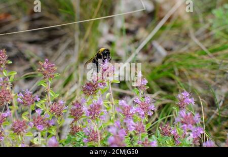 bumblebee, insetto raccoglie polline dai fiori in un prato, giorno di sole, primo piano Foto Stock