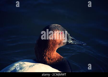 Primo piano su Canvasback Duck in Profile, galleggiante in acqua in una mattina presto inverno. Foto Stock