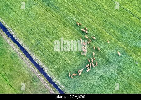 Vista aerea del pascolo di mucche su campo pascolo, vista dall'alto drone , in campo erba queste mucche sono di solito utilizzati per la produzione di latte. Foto Stock
