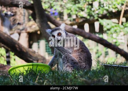 Il Lemur con coda ad anello (Lemur Catta) è un grande primate di strepsirrina con coda nera e bianca. Cute Lemur siede su erba e mangia vicino a Bowl. Foto Stock