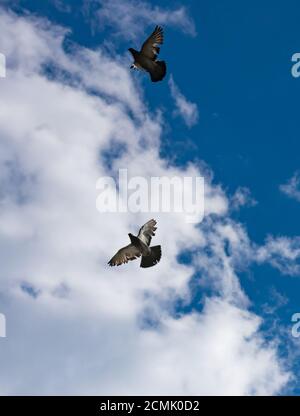 Stormo di piccioni battenti Foto Stock