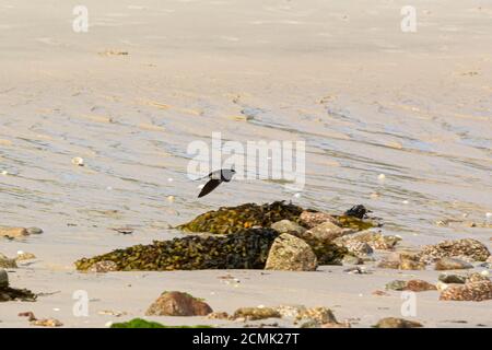 Un inghiottire (Hirundo rustica) che vola in basso su una spiaggia di Bryher, isole di Scilly Foto Stock