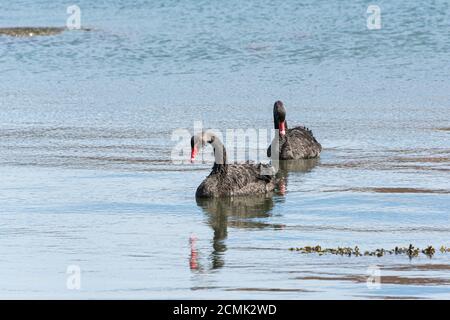 Due cigni neri (Cygnus atratus) al largo della costa di Bryher, Isole di Scilly Foto Stock