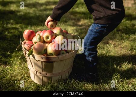 Ragazzo piccolo che raccoglie le mele in un frutteto di mele in caduta Foto Stock