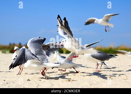 Stormo di gabbiani in volo su di una spiaggia di sabbia Foto Stock