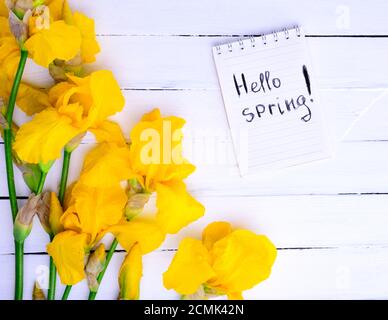 Bouquet di iridi gialli Foto Stock