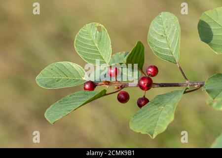 Albero di ontano (Frangula alnus) con frutti di bosco, Regno Unito, nel mese di settembre Foto Stock