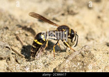 Heath potter wasp (Eumenes coarctatus) raccogliere una palla di argilla per la costruzione del suo nido pot in Surrey brughiera, REGNO UNITO Foto Stock