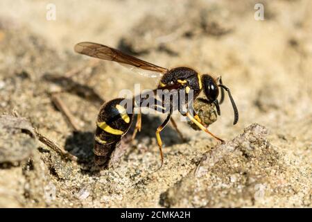 Heath potter wasp (Eumenes coarctatus) raccogliere una palla di argilla per la costruzione del suo nido pot in Surrey brughiera, REGNO UNITO Foto Stock