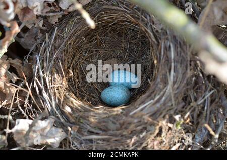 Nido del ricattolo eurasiatico - Turdus Merula. Due uova turchesi macchiate nel nido del uccello nero comune nel loro habitat naturale. Foto Stock