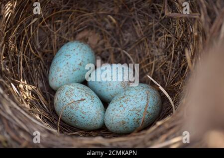 Nido del ricattolo eurasiatico - Turdus Merula. Quattro uova turchesi macchiate nel nido di un uccello nero comune nel loro habitat naturale. Foto Stock