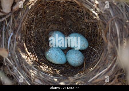 Il nido del ricattolo eurasiatico - Turdus merula. Quattro uova turchesi macchiate in un nido di uccello nero comune nel loro habitat naturale. Foto Stock