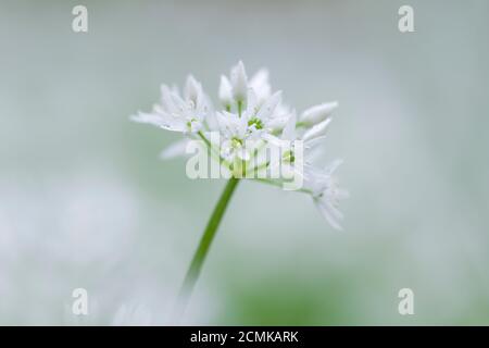 Aglio selvatico (Allium ursinum) o fiori Ramson durante la primavera in un bosco britannico. Foto Stock