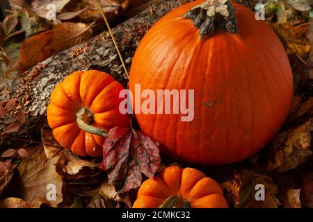 Una composizione autunnale con tre zucche sul pavimento della foresta ricoperta di foglie cadute e corteccia di alberi con funghi che crescono. Un'immagine ideale per l'autunno, Foto Stock
