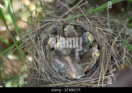 Cinque piccoli uccelli di una Song Thrush (Turdus Philomelos) nel nido nel loro habitat naturale. Fauna dell'Ucraina. Profondità di campo poco profonda, primo piano. Foto Stock